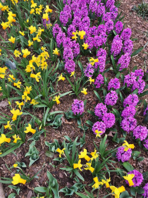 Daffodils and Hyacinth