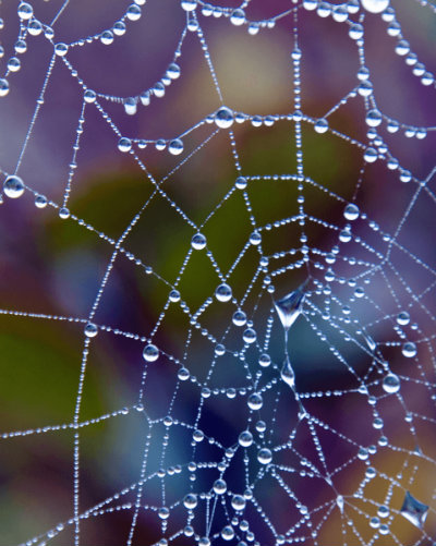 Spider Web Inspired Jewelry