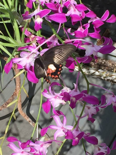 weller-gem-imports-blog-photo-aruba-butterfly-black-red2.jpg