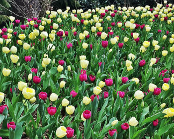 Pink and Yellow Tulip Garden